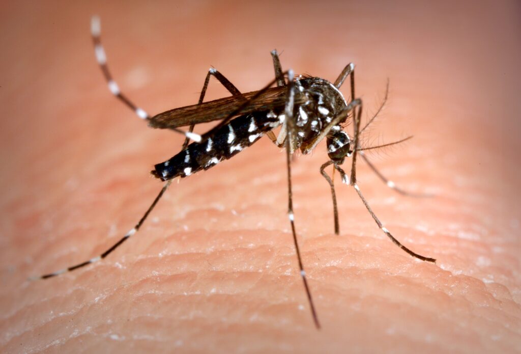 Aedes Egypti Mosquito