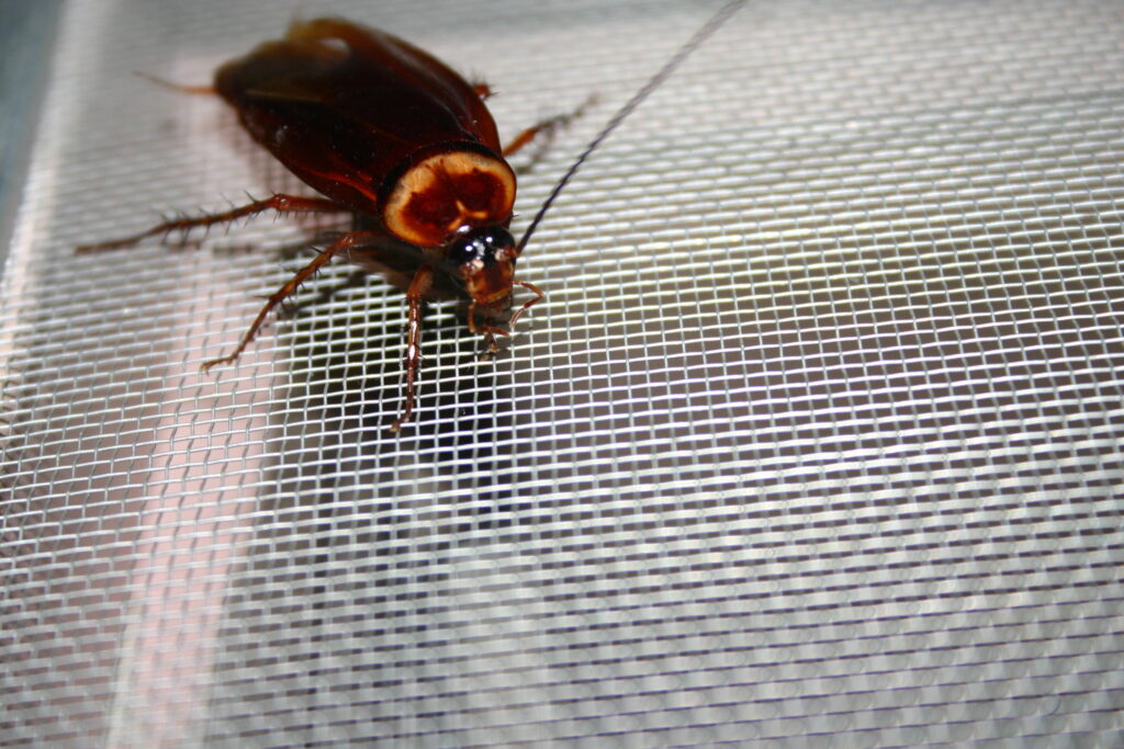 Pharmcle Ph Creepy Crawler Cockroach Photo